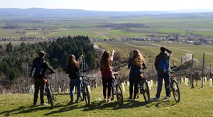 Slikoviti brežuljici, opojni mirisi vinske tradicije… 1-dnevni izlet biciklama uz Luks bike adventure KUTJEVAČKOM VINSKOM CESTOM uz vođenu degustaciju u vinariji Kutjevo, samo 199 kn/ osobi!