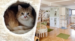 Miiijauuu ponuda za sve mace – CITY CAT HOTEL na zagrebačkoj Savici poziva vašeg ljubimca na 3 dana (do 72 sata) čuvanja, igranja i uživanja u pravoj oazi za mace… samo 33 eura!