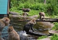Darojković Promet - Velden i Wörthersee jezero, planina makaki majmuna Landskron i Villach!