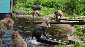 Darojković Promet - Velden i Wörthersee jezero, planina makaki majmuna Landskron i Villach!